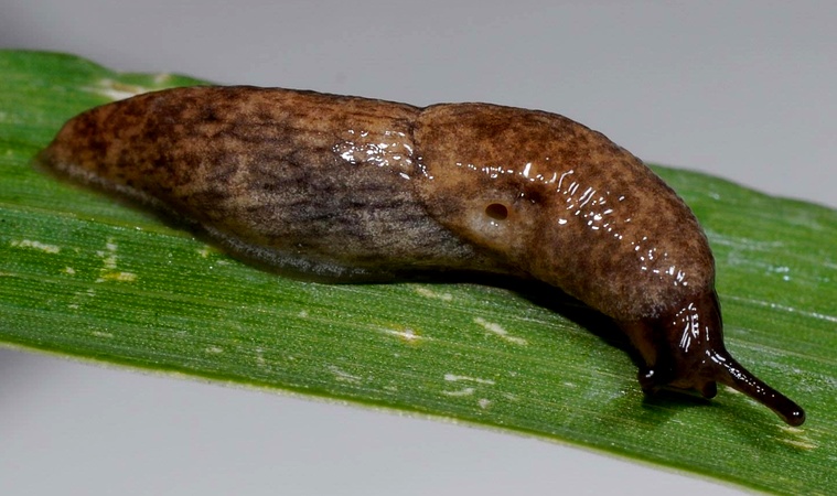 Slugs and Snails On Your Lawn 2