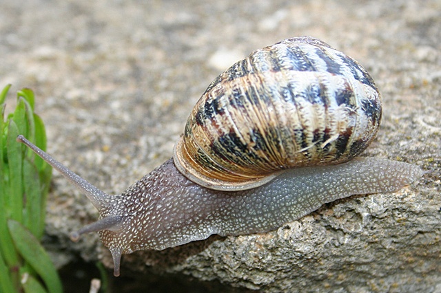 Slugs and Snails On Your Lawn 3