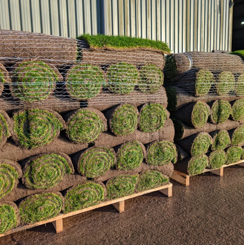 PXL_20251113_084517213.RAW-01.COVER