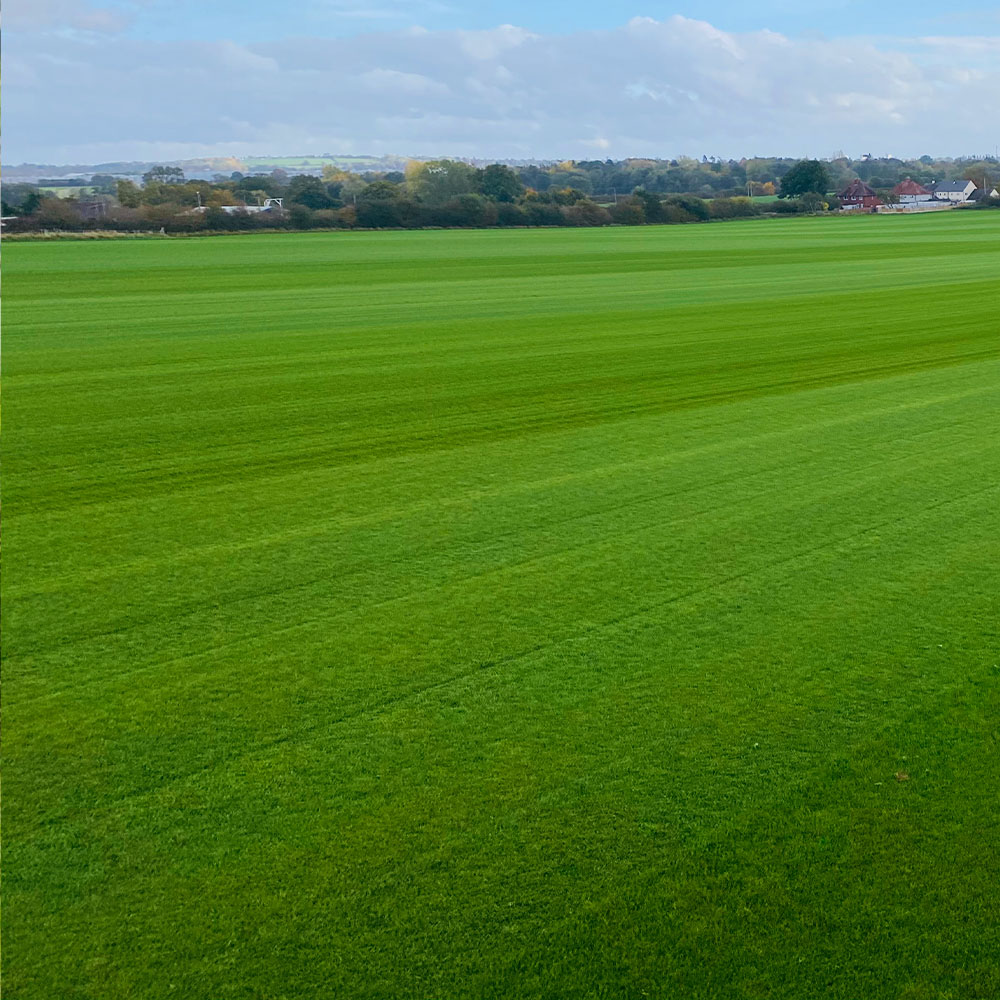 Signature Turf - Image 2